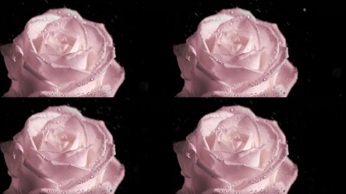 粉色玫瑰特写冲刷喷水喷洒水珠风吹雨打女人