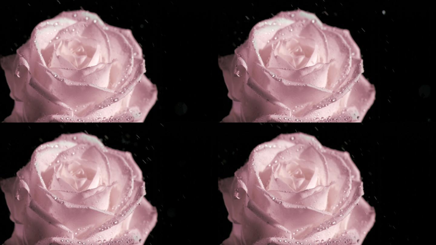 粉色玫瑰特写冲刷喷水喷洒水珠风吹雨打女人