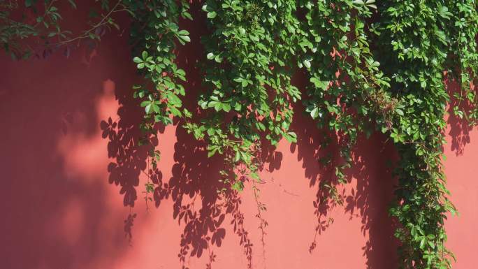 长满绿植的红墙 4K