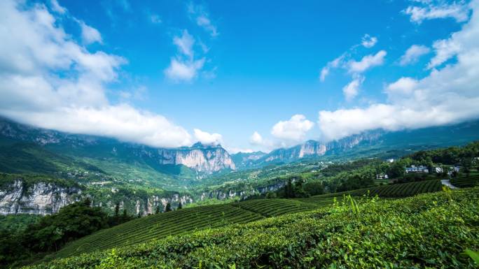 恩施大峡谷朝东岩生态有机茶园