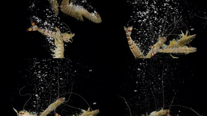 九节虾 掉入水中 1080p 升格