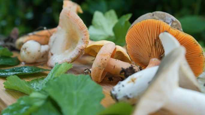 【4K原创】原始森林各类野生蘑菇苔藓植物