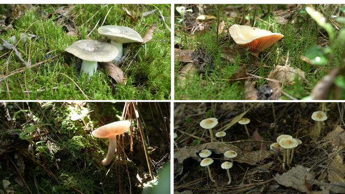 【4K原创】原始森林各类野生蘑菇苔藓植物