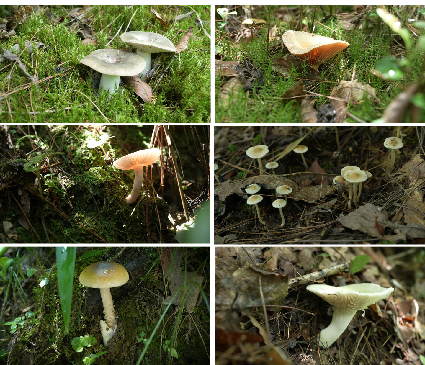 【4K原创】原始森林各类野生蘑菇苔藓植物