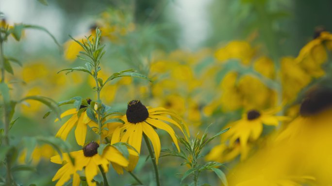 滑轨拍摄自然黄色鲜艳花朵花海