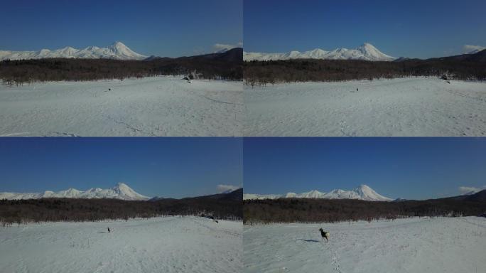 原创 日本北海道知床雪原虾夷鹿雪山风光