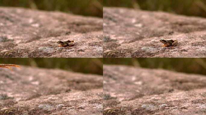 青蛙从石头上跳下来的慢镜头特写