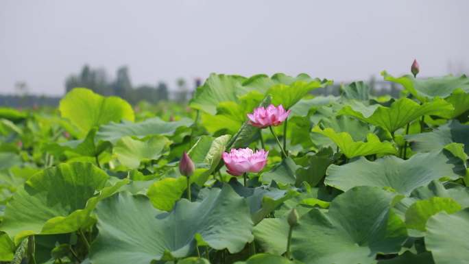 4K荷花莲花万亩荷塘 白莲之乡姚西莲花