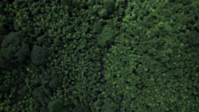 真4k森林丛林 山林航拍