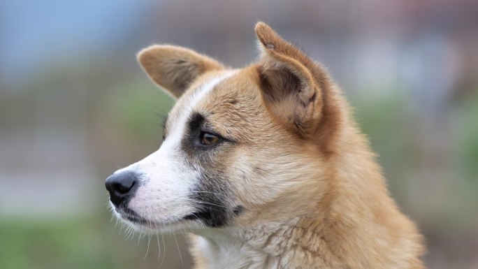 中华田园犬土狗面部特写镜头