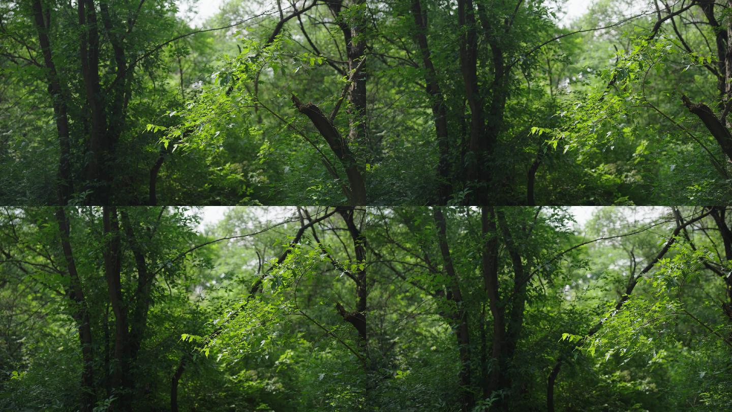 8k仰望大自然森林树林新鲜空气