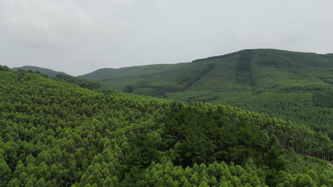 山 森林 覆盖