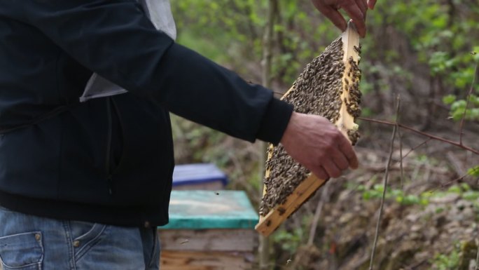 浙江金华浦江山区养蜂人蜜蜂蜂箱中华蜂蜂蜜