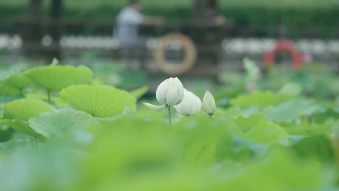 小荷才露尖尖角