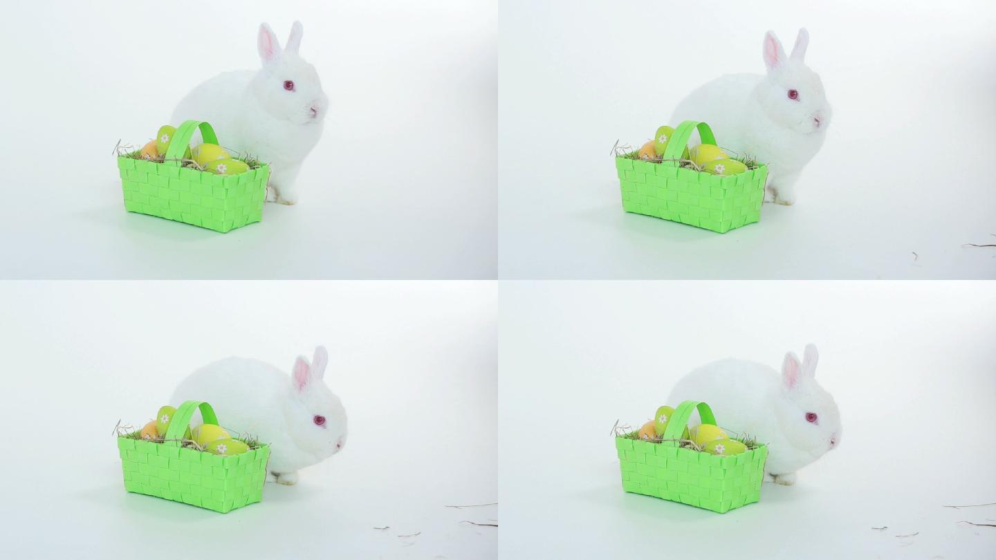 兔子兔子与柳条篮子的复活节彩蛋在白色的背景