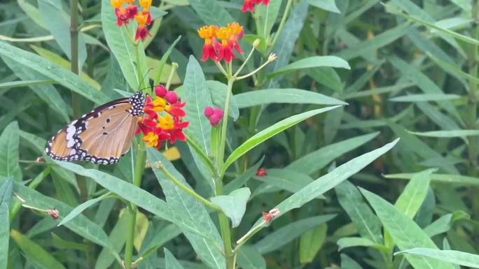 蝴蝶停在盛开的马利筋花上吸食花粉