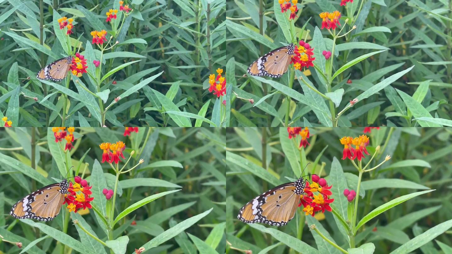 蝴蝶停在盛开的马利筋花上吸食花粉