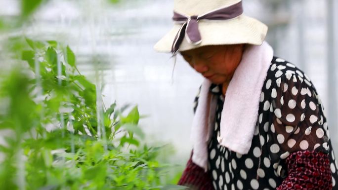 实拍樟树港辣椒基地大棚种植采摘辣椒