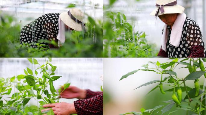 实拍樟树港辣椒基地大棚种植采摘辣椒