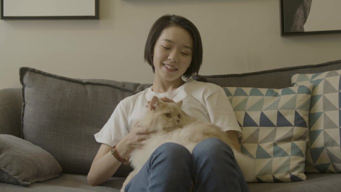 女孩 温馨 小猫 撸猫 波斯猫