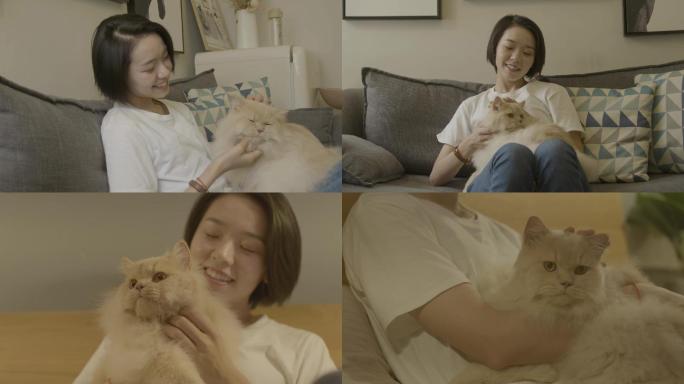 女孩 温馨 小猫 撸猫 波斯猫