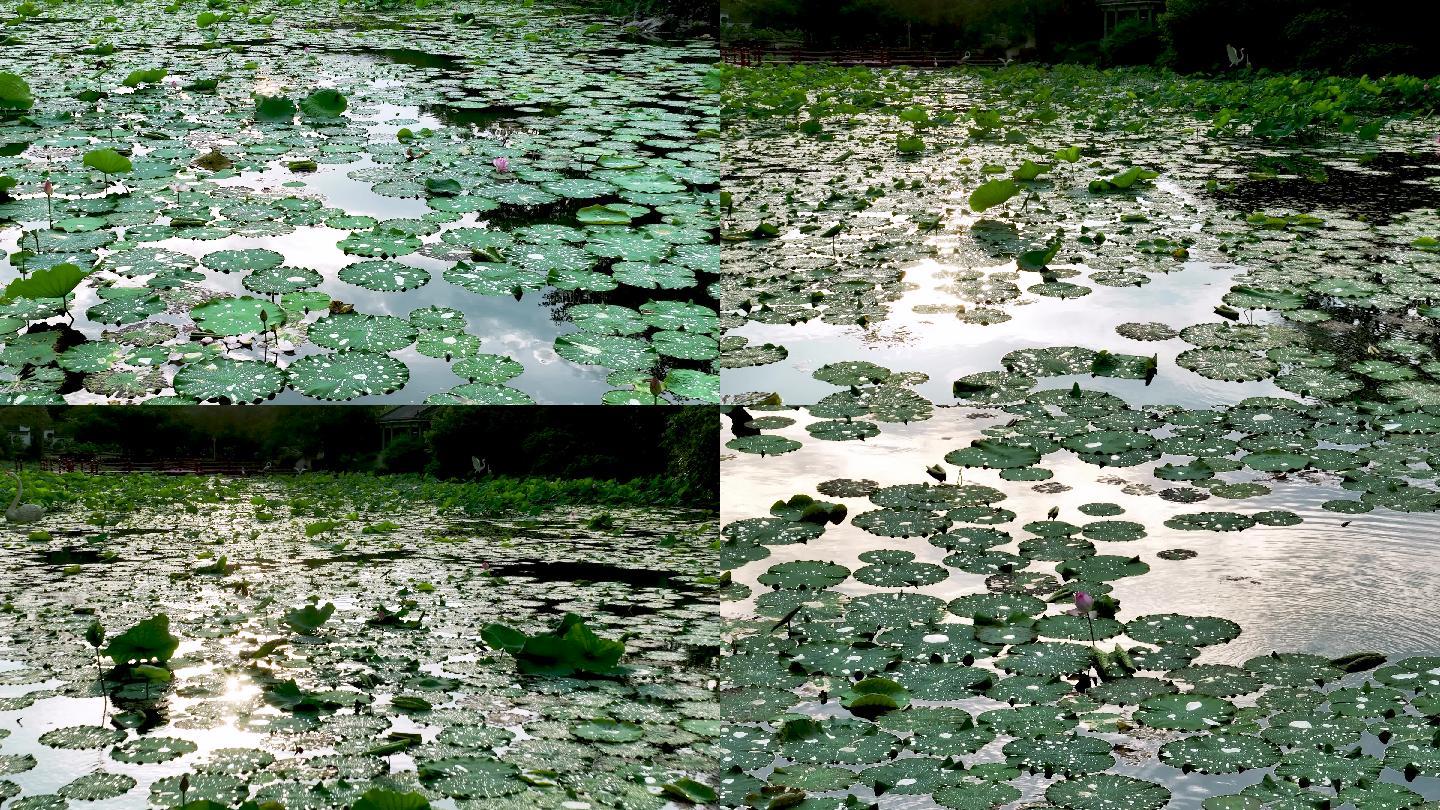 青秀山风景区莫奈花园