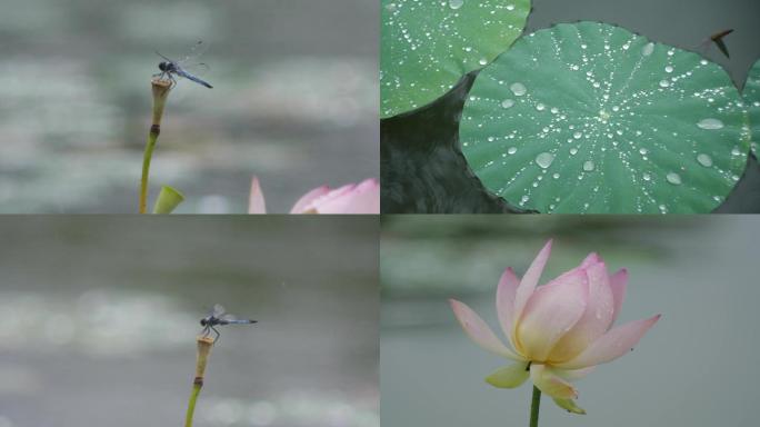 雨落