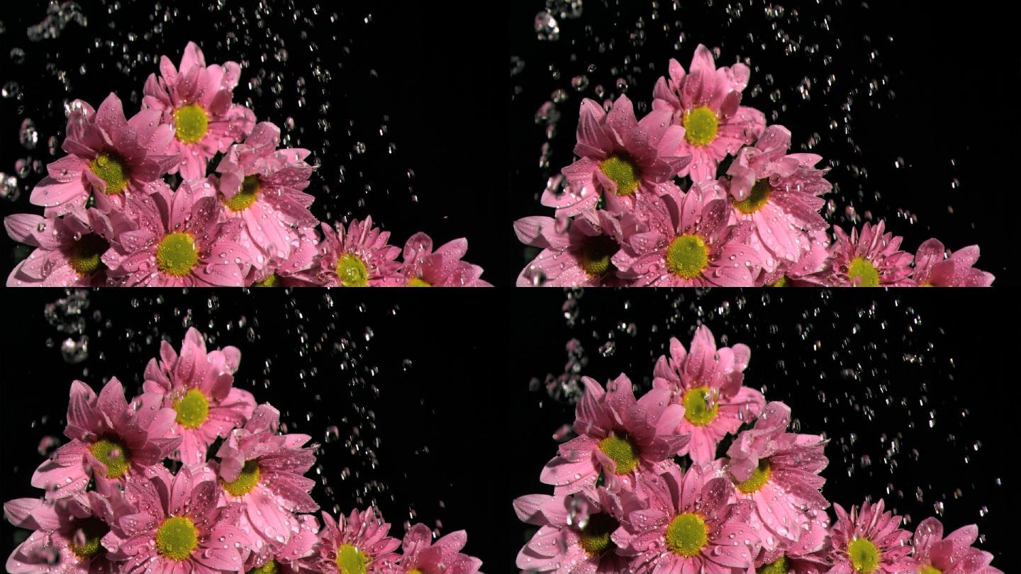 被水打湿的粉色雏菊特写