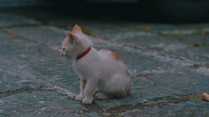 西湖边的小猫