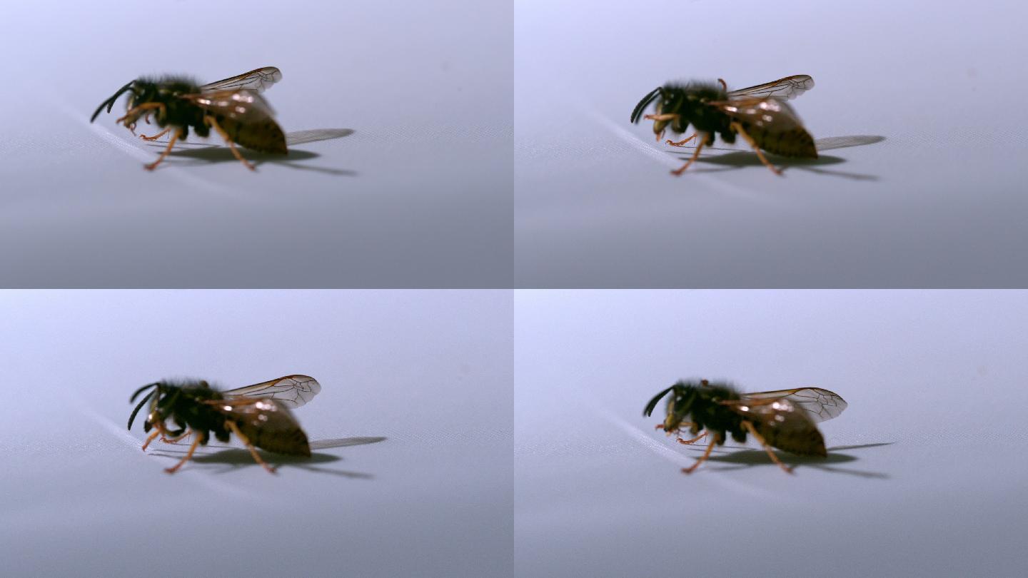 普通黄蜂在白色表面缓慢移动
