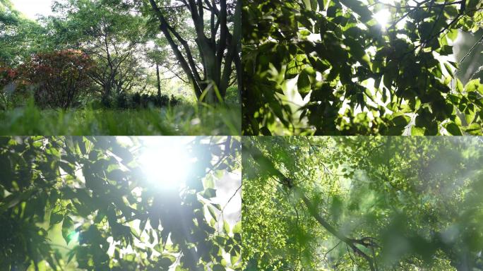 实拍4k户外阳光树林光影自然草地唯美