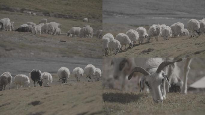 青海果洛阿尼玛卿雪山脚下牧场牛羊4K空镜