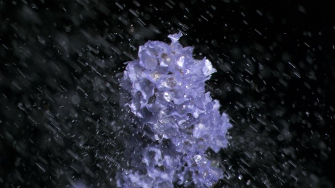 紫色的花在超慢的动作中浸泡在黑色的背景下