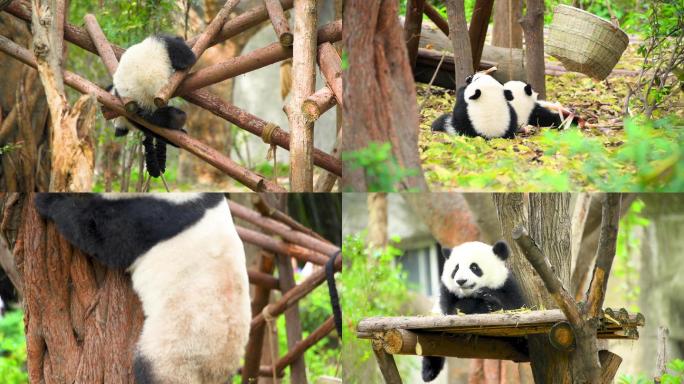 四川大熊猫玩耍情景