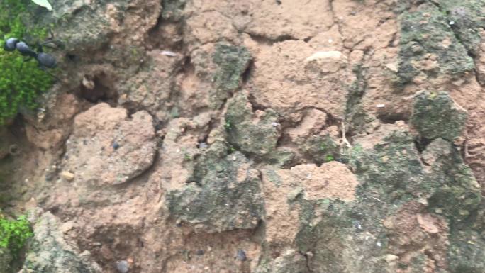 土坡 绿苔 蚂蚁