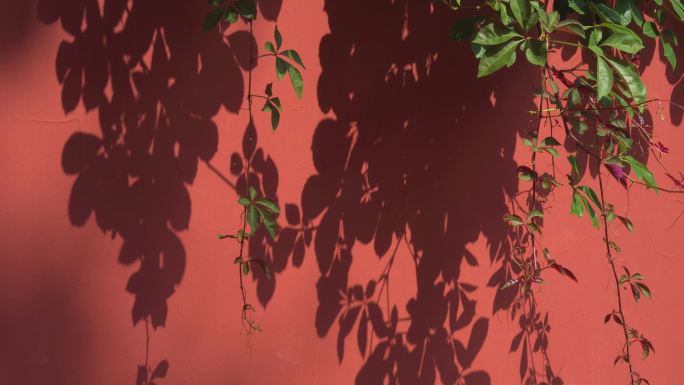 红墙上的绿植影子 4K