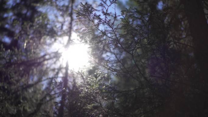 阳光透过树林空镜