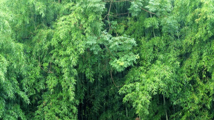 雨中竹林