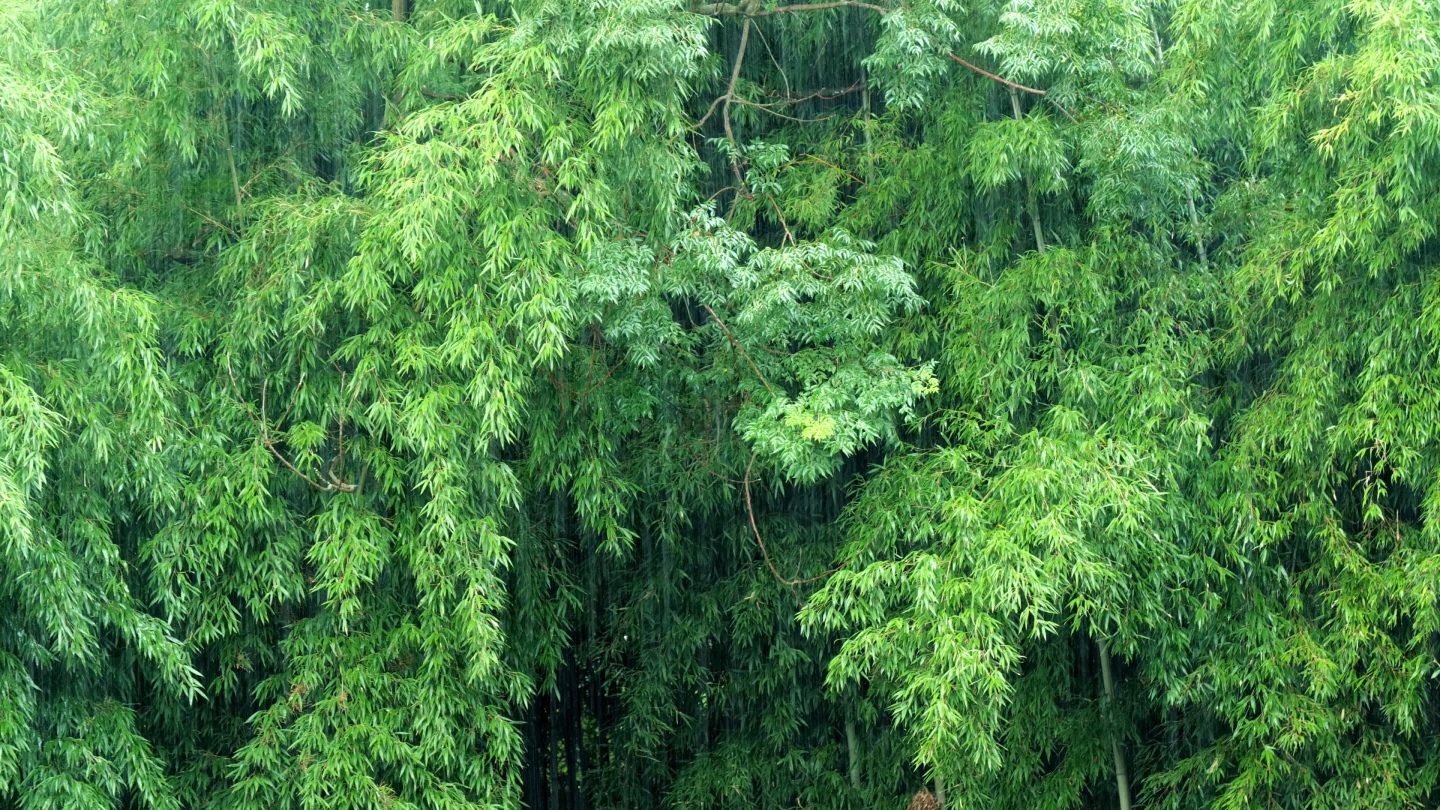 雨中竹林