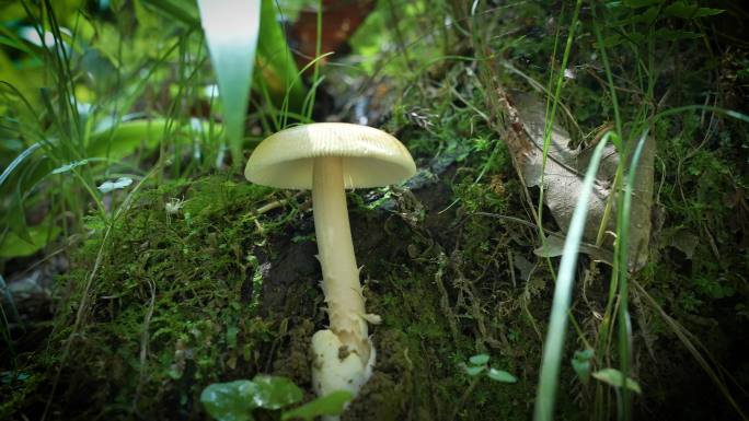 【4K原创】原始森林野生蘑菇苔藓植物2