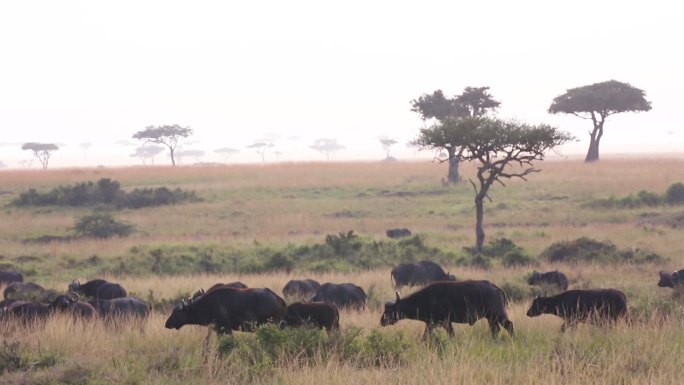草原 野生动物 非洲野水牛 自然保护区