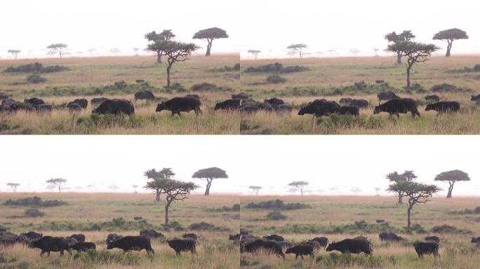 草原 野生动物 非洲野水牛 自然保护区