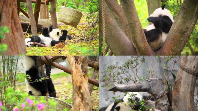 四川大熊猫玩耍情景
