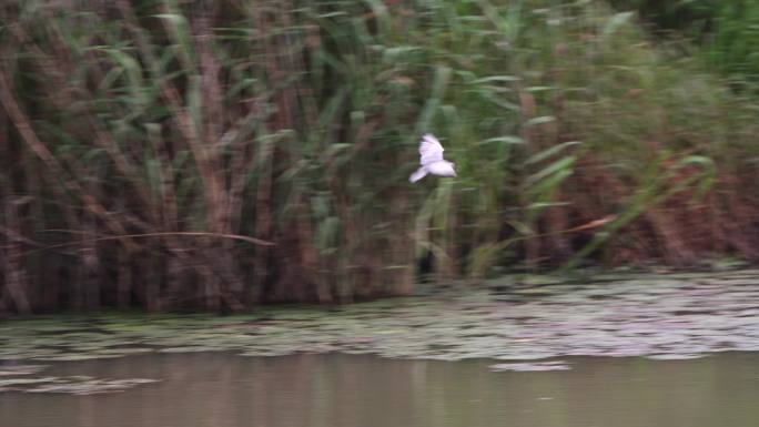 武汉蔡甸区沉湖湿地的燕鸥水鸟在水面觅食