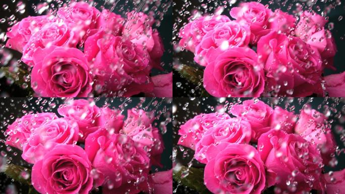 粉色玫瑰特写粉色玫瑰特写水珠淋湿