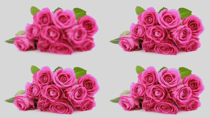 粉色玫瑰特写粉色玫瑰