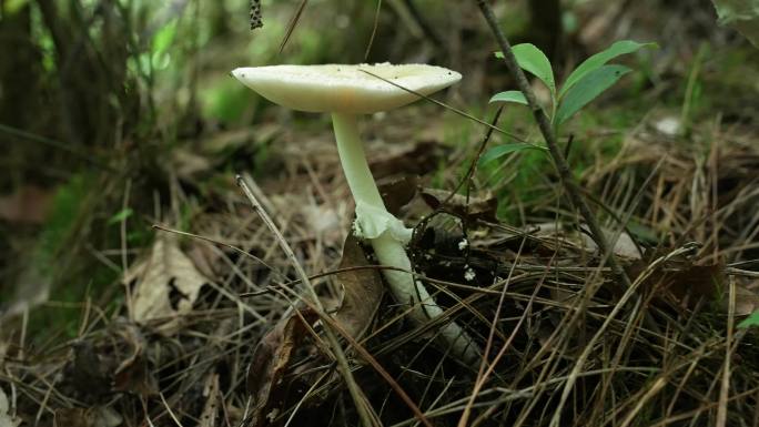 【4K原创】原始森林野生蘑菇苔藓植物6