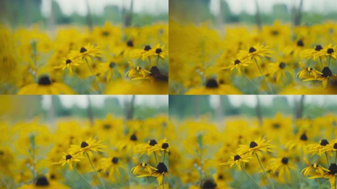 滑轨拍摄自然黄色鲜艳花朵花海