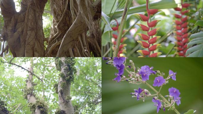 热带雨林植物4K