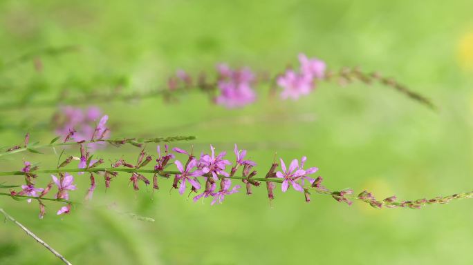 紫色小花